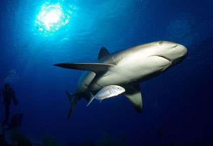 Requin au Belize © Aggressor Fleet