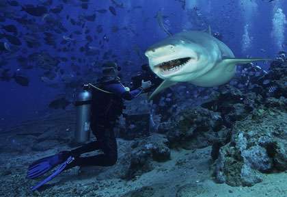 Plongée avec les requins aux Fidji