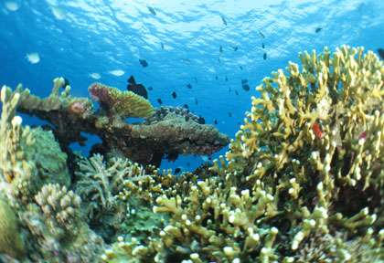 Corail en plongée dans les Kerama à Okinawa