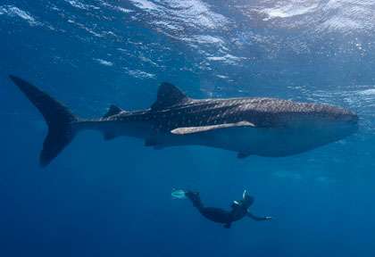 Requin Baleine aux Maldives