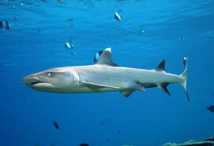 Requin pointe blanche aux Maldives