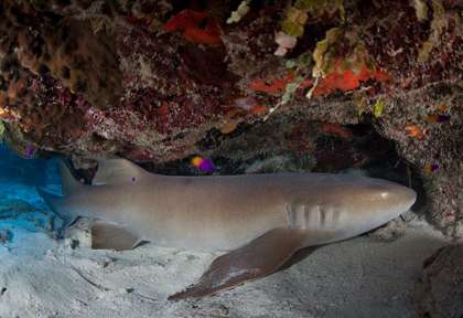 Requin Nourrice © Turneffe Island Resort