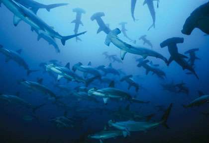Requin-marteaux en Mer de Cortez