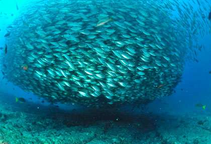Banc de poisson en Mer de Cortez