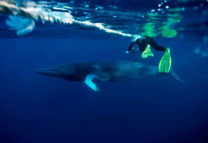 Baleine de Minke en Australie