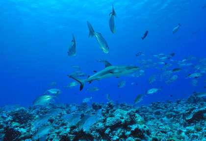 Plongée Requin à Palau
