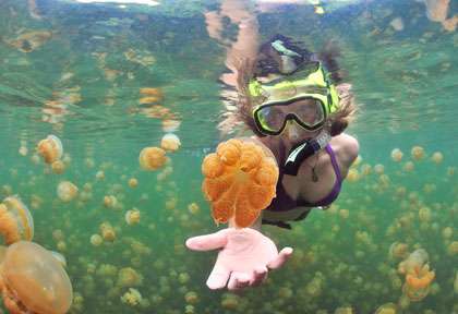 Lac aux méduses à Palau