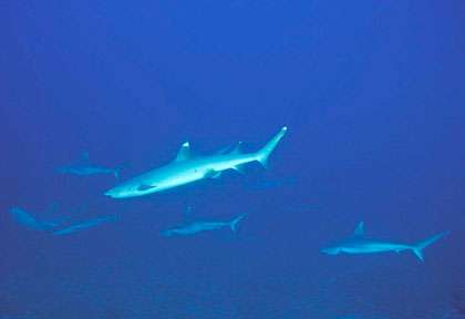 Requins aux Maldives