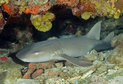 Requin-nourrice Saba