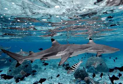 requins pointes noires en polynésie