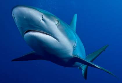 requin gris en Polynésie