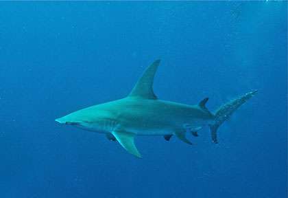Requin marteau en Polynésie