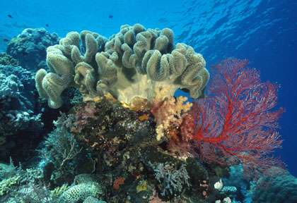Les coraux de Palau