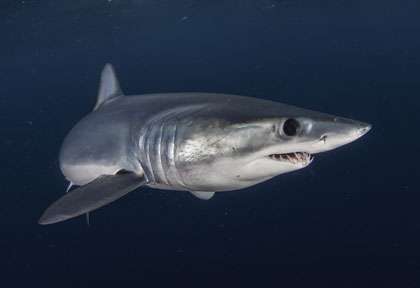 requin mako en Afrique du Sud