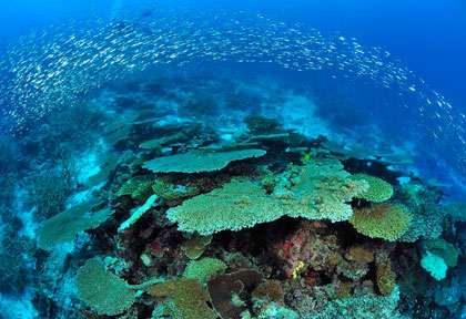 Coraux des Maldives