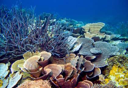 Le corail de ningaloo Reef