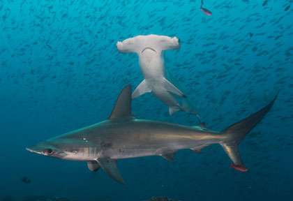 Requins aux Galapagos
