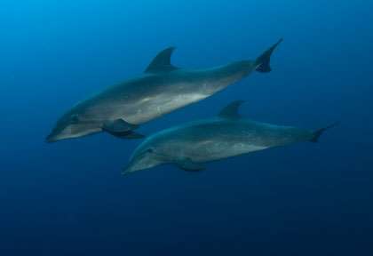 dauphins des Galapagos