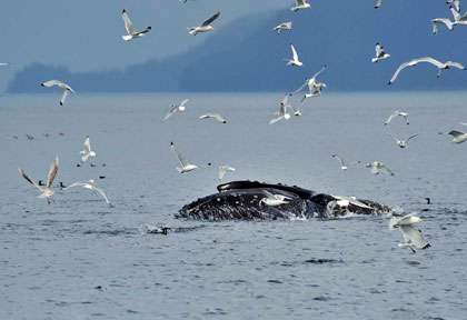 Baleine à bosse en Alaska