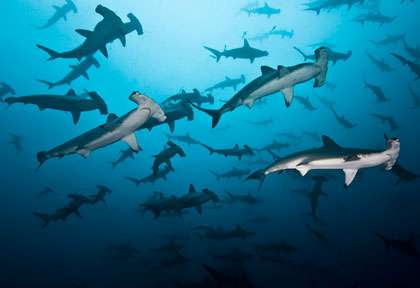 Les requins-marteaux de l'île coco