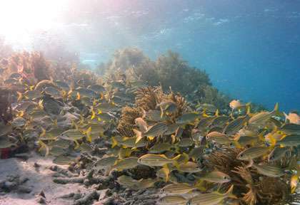 Les récifs colorés de Bonaire