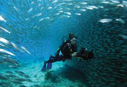 La faune sous-marine de Bonaire