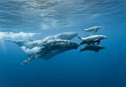 baleines et dauphins à La Réunion
