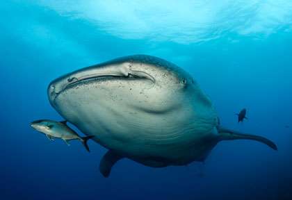 Requin baleine aux Maldives