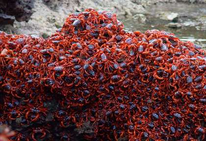 Bébés crabes rouges à christmas Island
