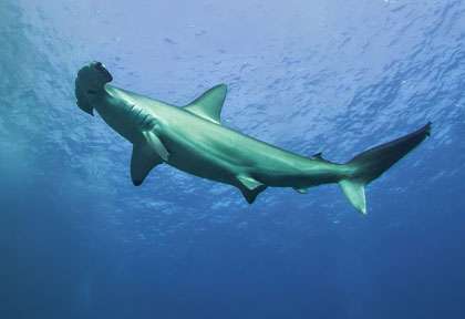 Requin marteau à Malpelo © Coiba Dive Expedition - Alex Xin Wang