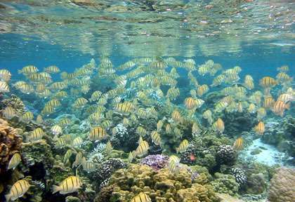 Plongée en Polynésie