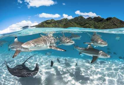 CIrcuit plongée en Polynésie