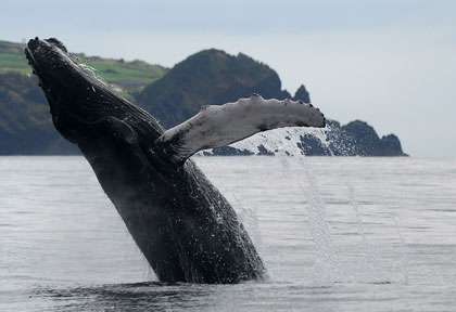 Baleine aux Açores