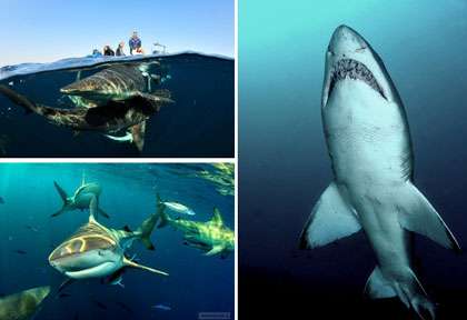 plongée requin-taureau en Afrique du Sud