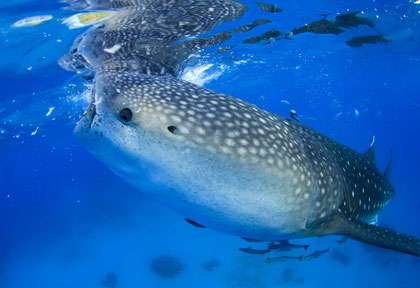 Whale Shark Western Australia