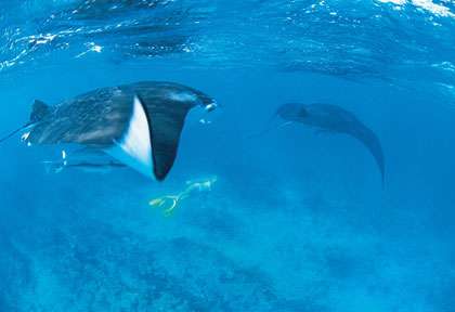 Raie Manta en Australie