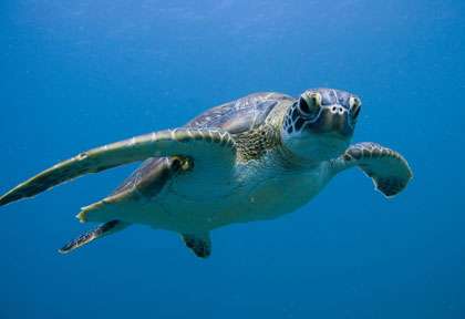 Tortue dans le Western australia
