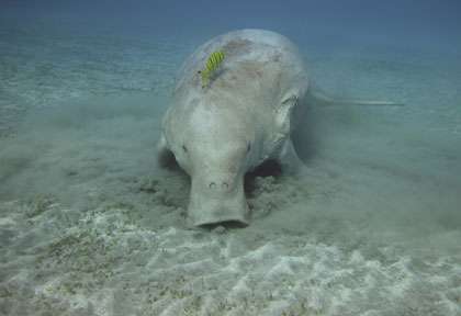 Le dugong de Shark Bay et Exmouth