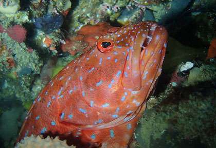 Mérou à Ningaloo Reef