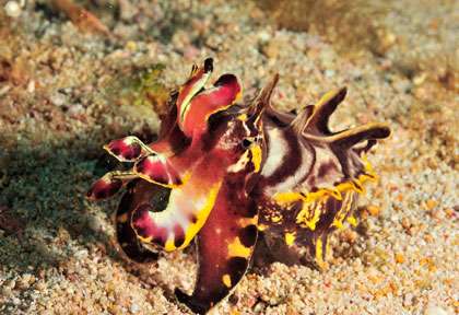 Flamboyant aux Philippines