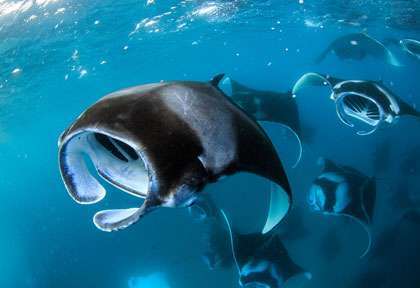 Raie manta aux Maldives