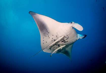 Raie Manta aux Maldives