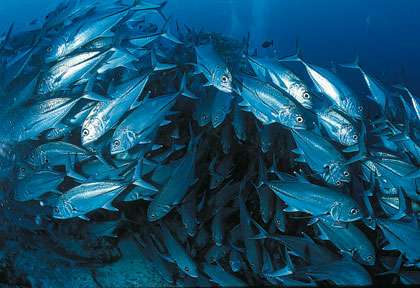 Plongée aux Maldives