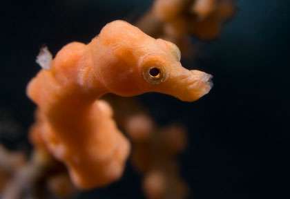 Hyppocampe Pygmee aux Philippines