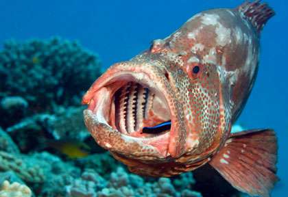 Mérou à Sodwana Bay