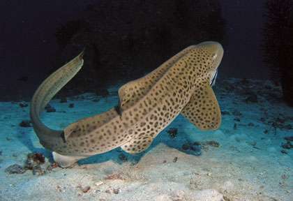 Requin léopard en Thailande