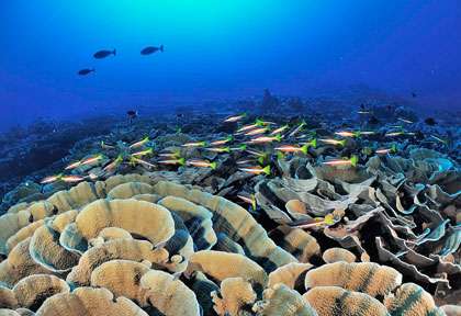 Corail à Palau