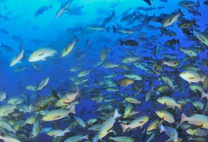 plongée à Palau en Micronésie