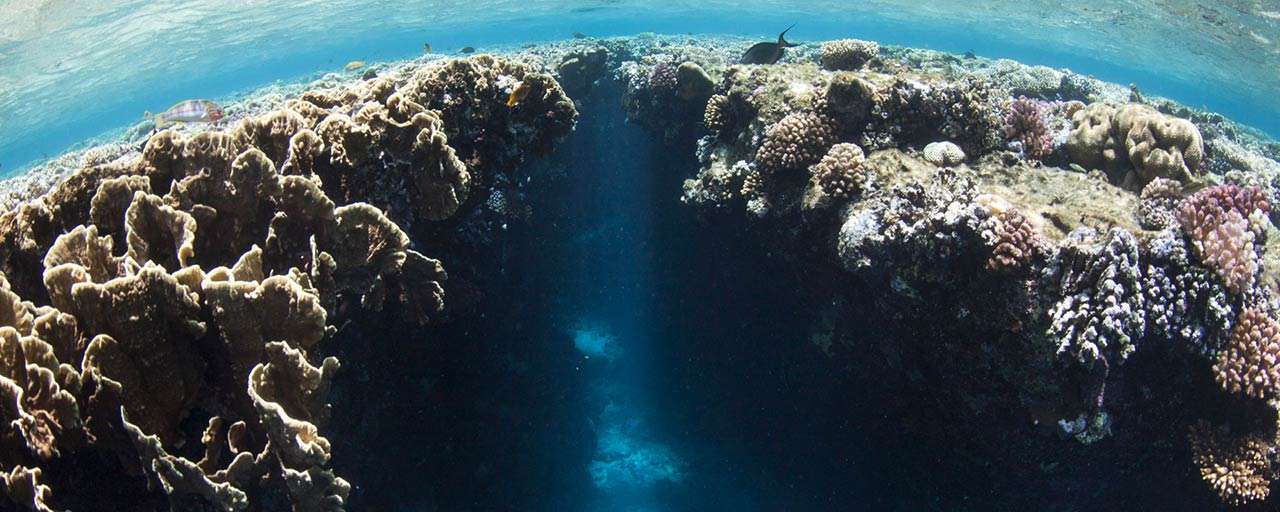 Plongée Five Corals au Nord de Yanbu © La compagnia del Mar Rosso