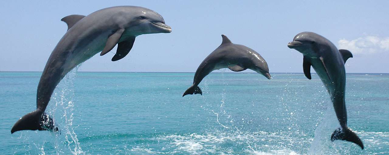 Voyage plongée au Honduras © Anthony's Key Resort